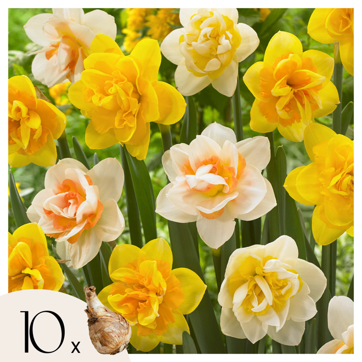 Narcissen 'Double Mix' - 10 stuks