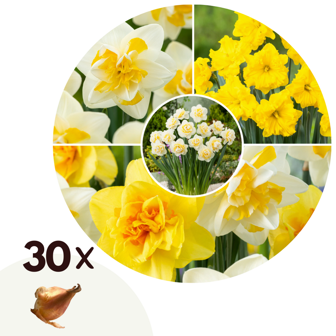 Narcissen 'Double Mix' - 30 stuks - Narcissenbollen