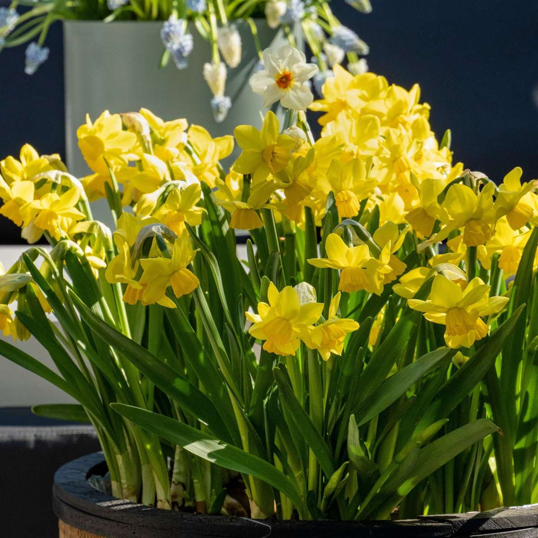 Narcis 'Tête-à-Tête' - 50 komada - Lukovice narcisa - FloraStore