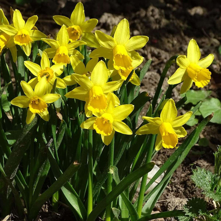 Narcis 'Tête-à-Tête' - 50 komada - Lukovice narcisa - FloraStore