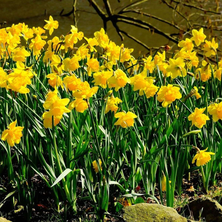 Narcis 'Tête-à-Tête' - 50 komada - Lukovice narcisa - FloraStore