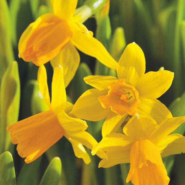 Narcissus 'Tête-à-Tête' - 50 stuks - Narcisbollen