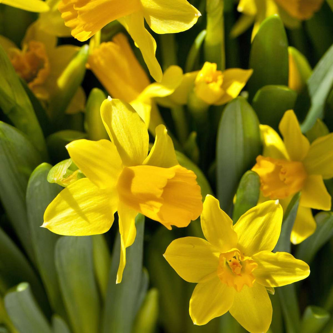 Narcis 'Tête-à-Tête' - 50 komada - Lukovice narcisa - FloraStore