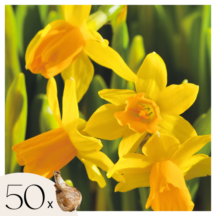 Narcis 'Tête-à-Tête' - 50 komada - Lukovice narcisa - FloraStore