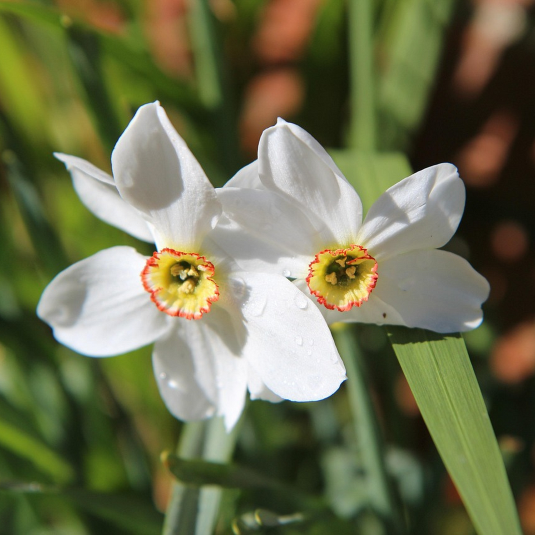 Narcis 'Recurvus' - Sada 30 cibulí narcisů - FloraStore