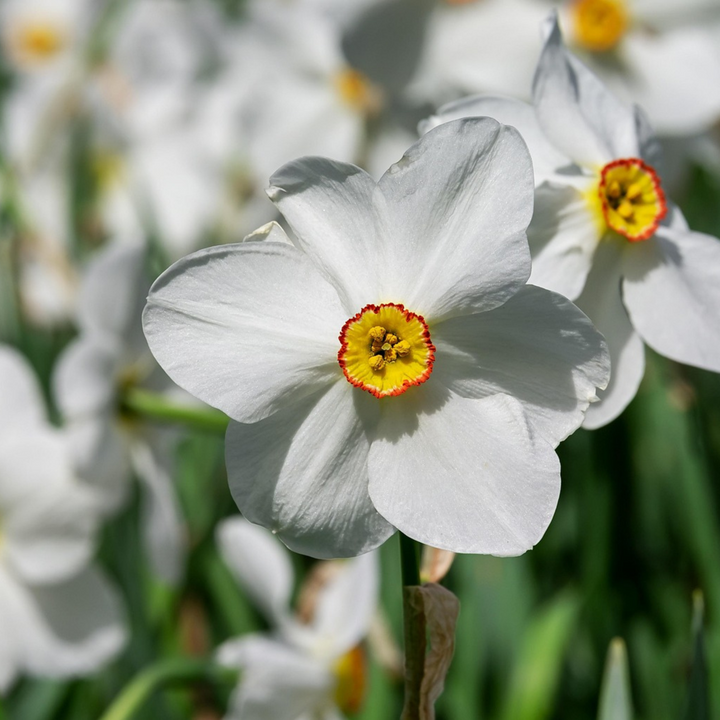 Narcis 'Recurvus' - Sada 30 cibulí narcisů - FloraStore