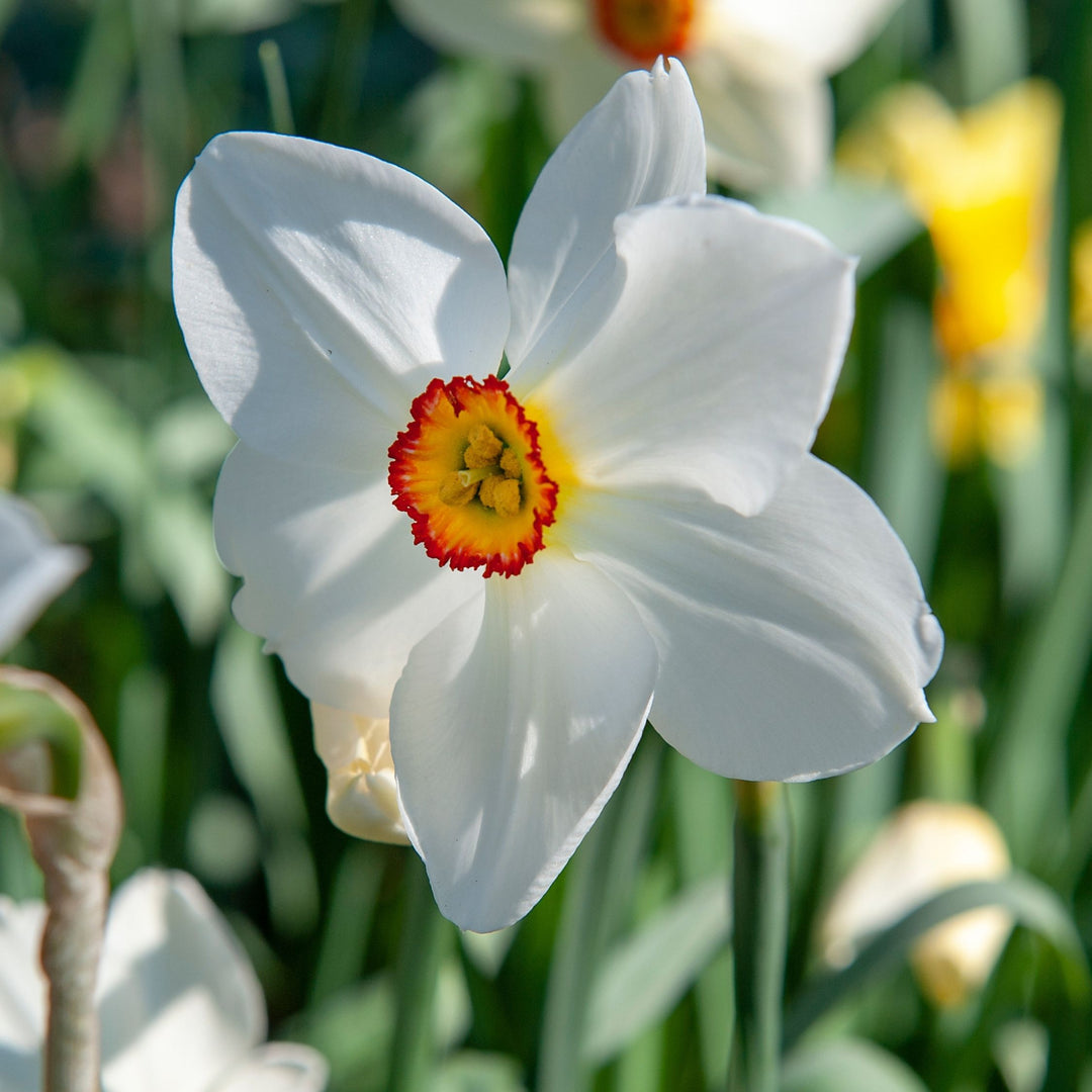 Narcissus 'Recurvus' - Set van 30 - Narcisbollen