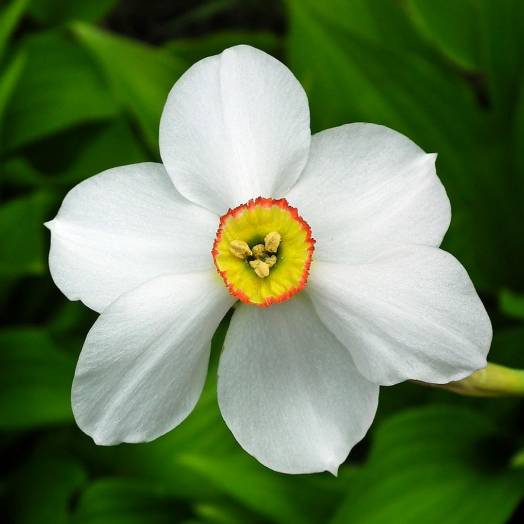 Narcis 'Recurvus' - Sada 30 cibulí narcisů - FloraStore