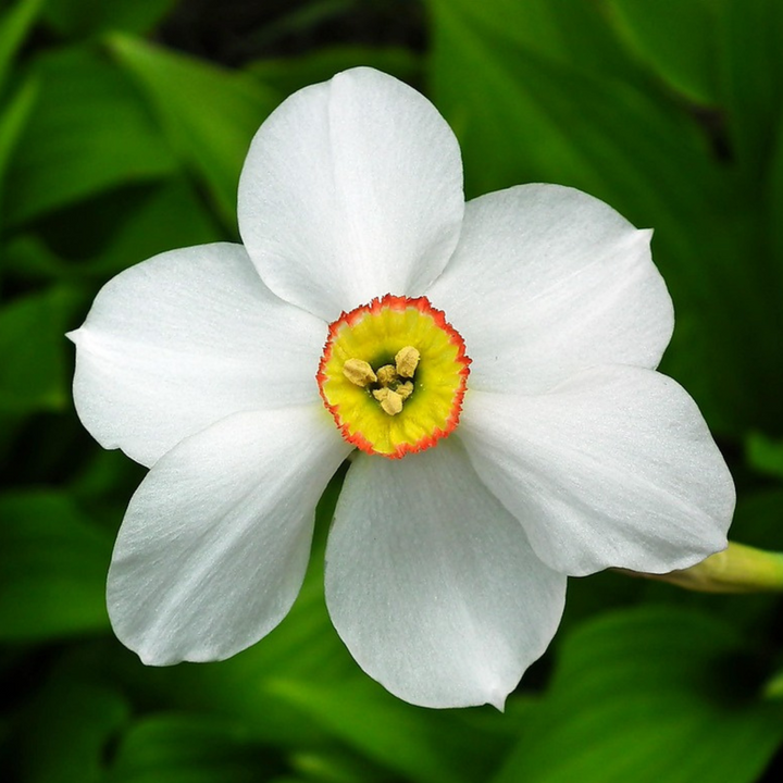 Narcis 'Recurvus' - Sada 30 cibulí narcisů - FloraStore