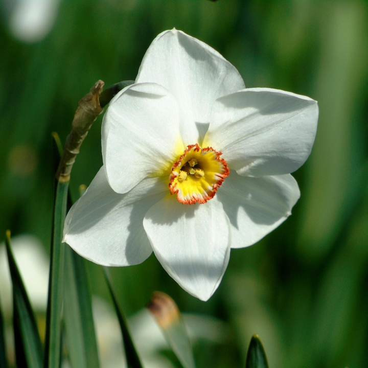 Narcis 'Recurvus' - Sada 30 cibulí narcisů - FloraStore