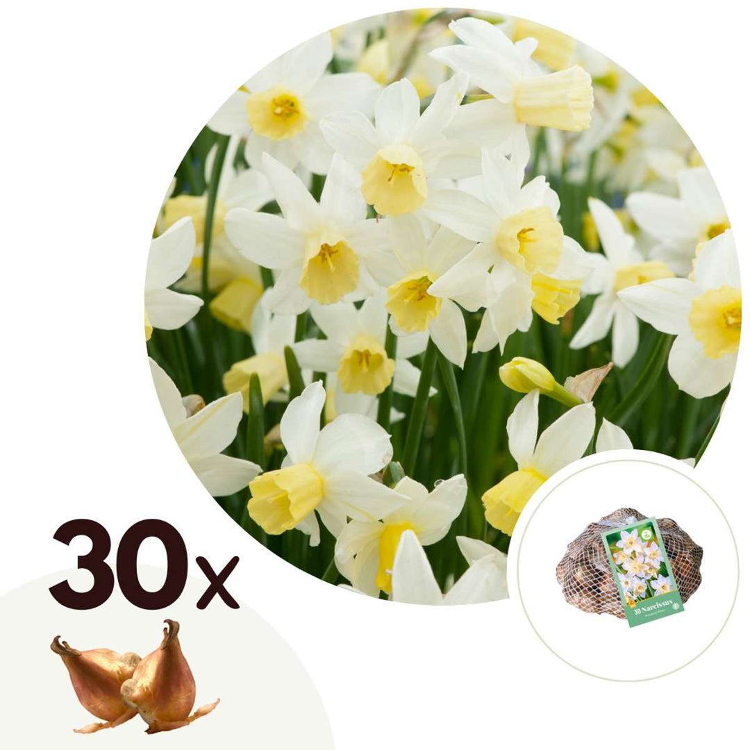 Narcis 'Botanical White' - 30 komada - Lukovice narcisa - FloraStore