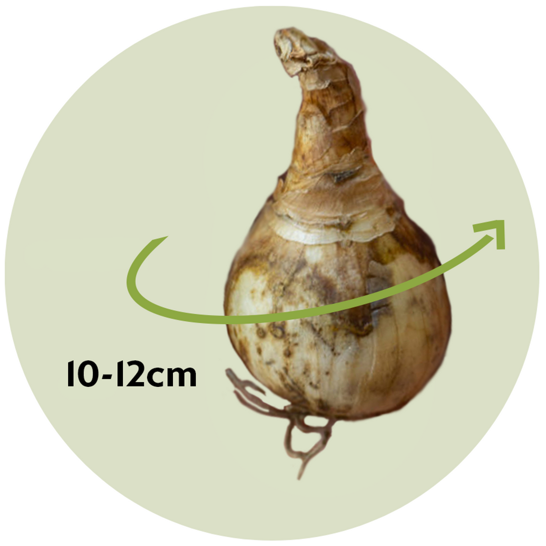 Narcis 'Botanical White' - 30 komada - Lukovice narcisa - FloraStore