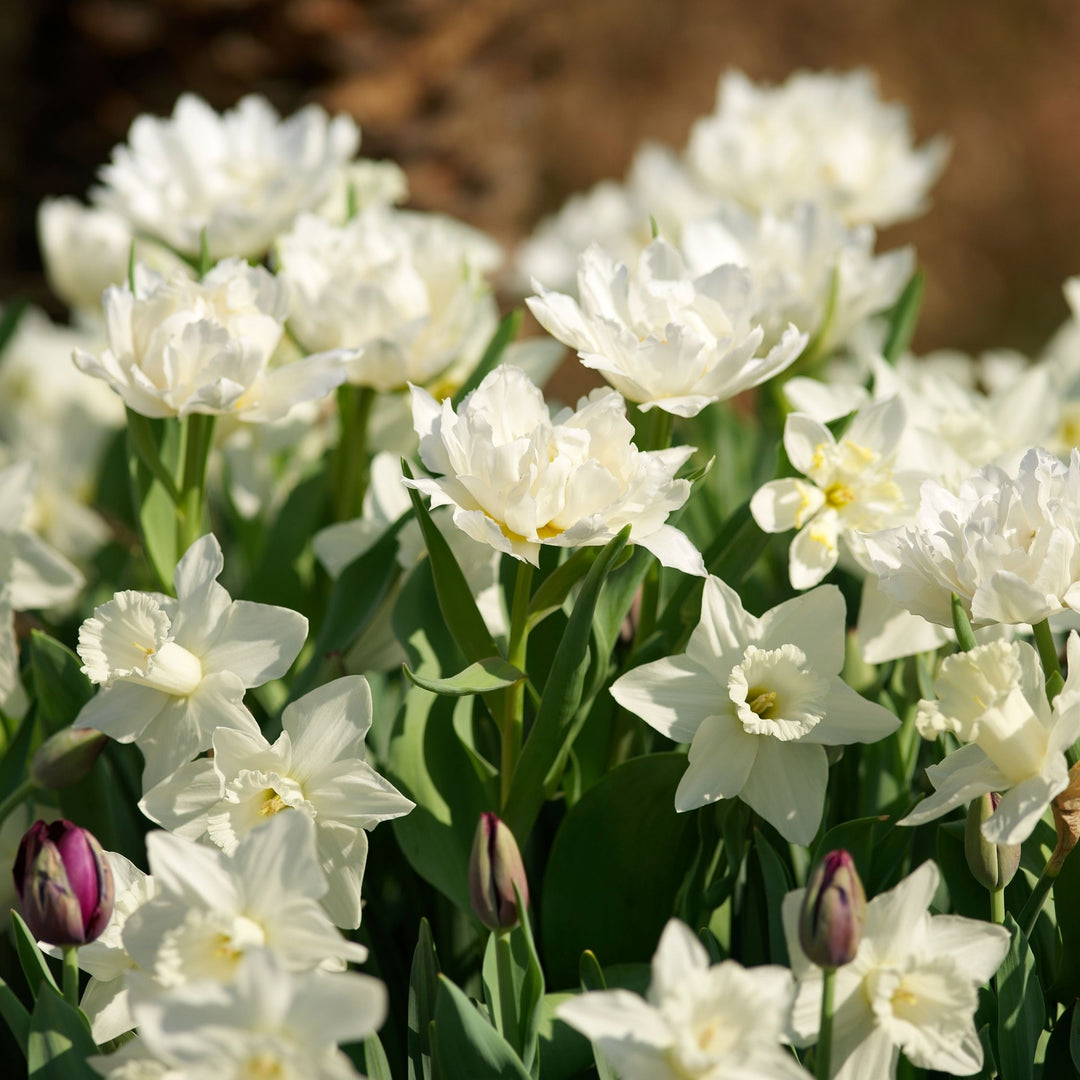 Narcissus 'Mount Hood' - 15 stuks - Narcisbollen