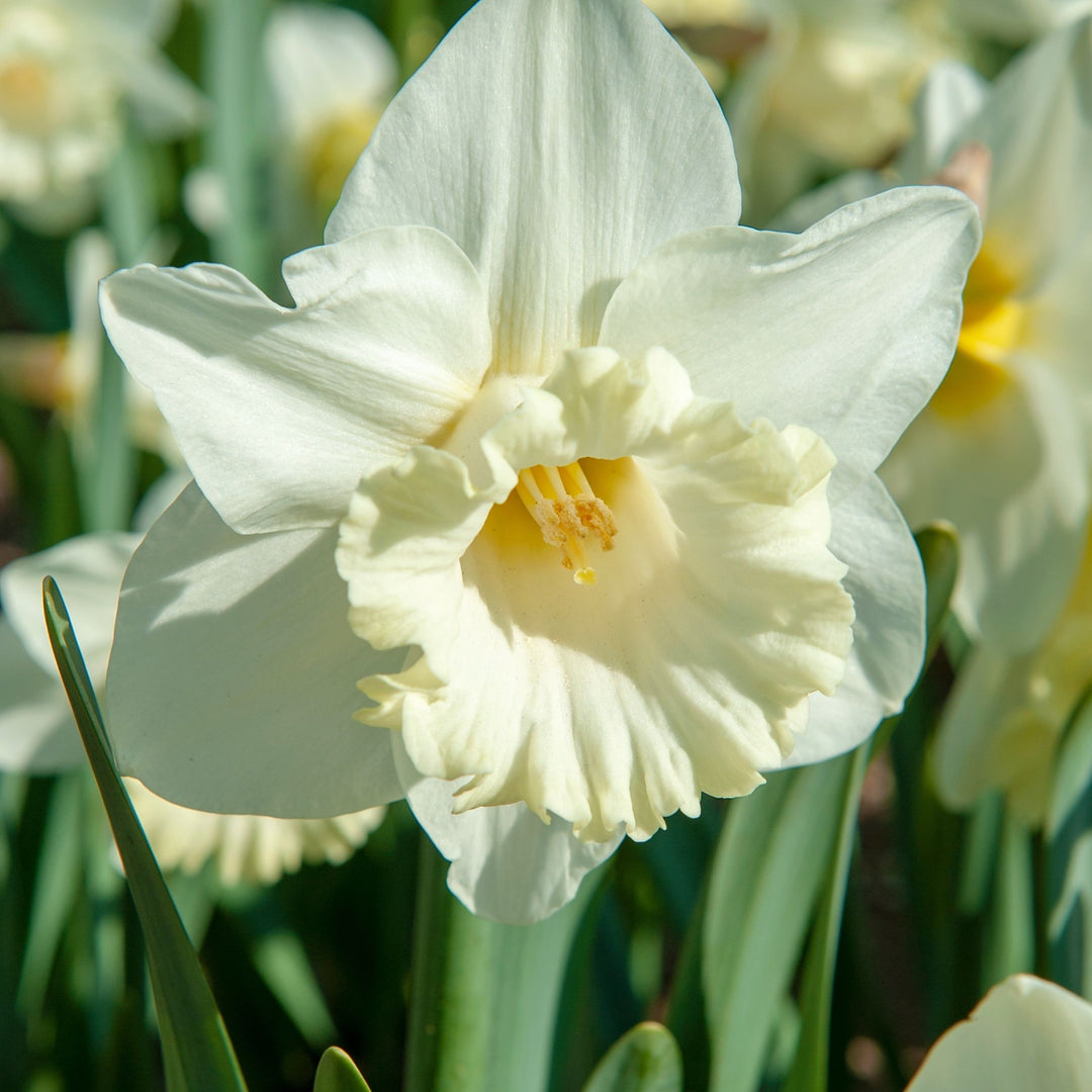 Narcissus 'Mount Hood' - 15 stuks - Narcisbollen