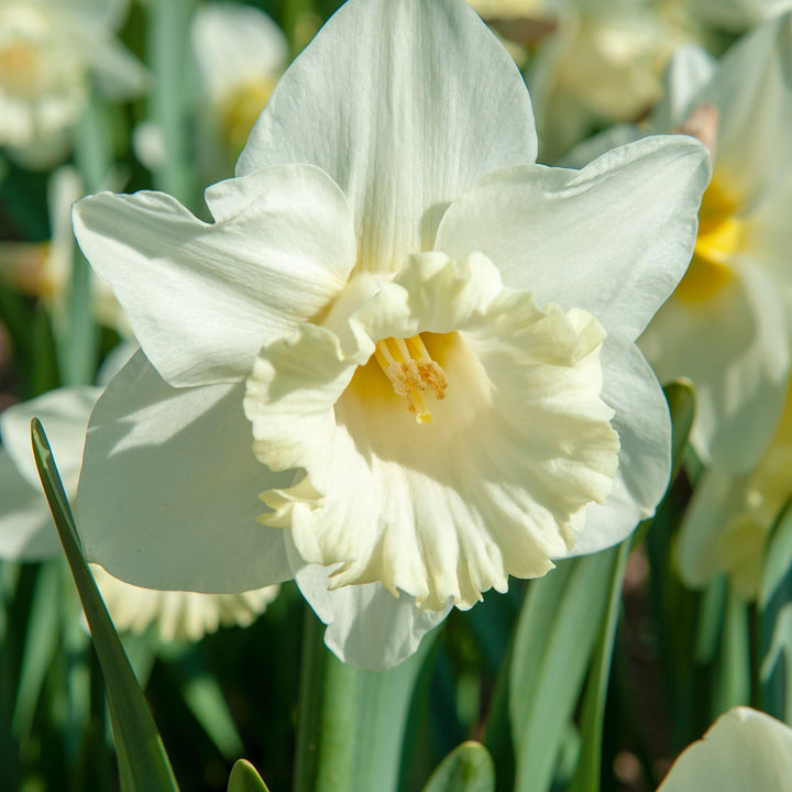 Narcissus 'Mount Hood' - 30 stuks - Narcisbollen