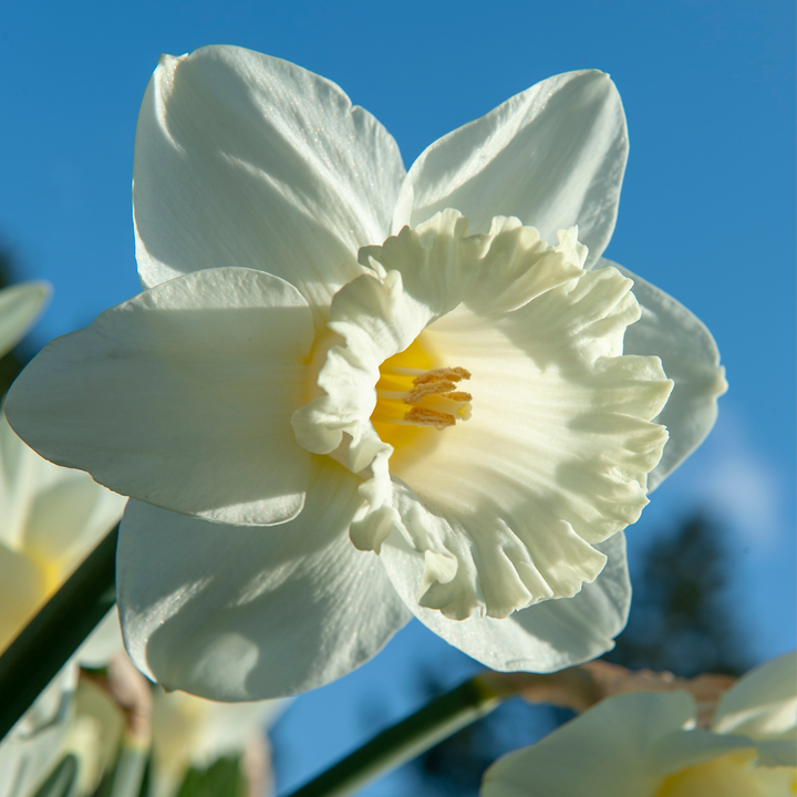 Narcis 'Mount Hood' - 15 kom - Lukovice narcisa