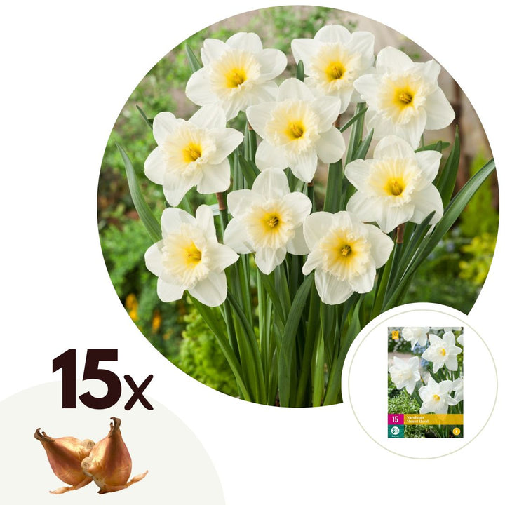 Narcissus 'Mount Hood' - 15 stuks - Narcisbollen