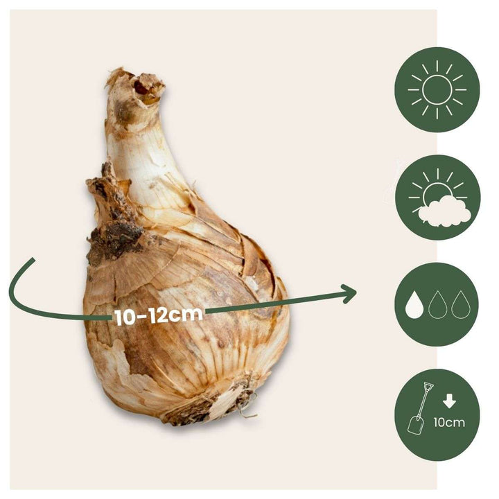 Narcis 'Mount Hood' - 15 kom - Lukovice narcisa