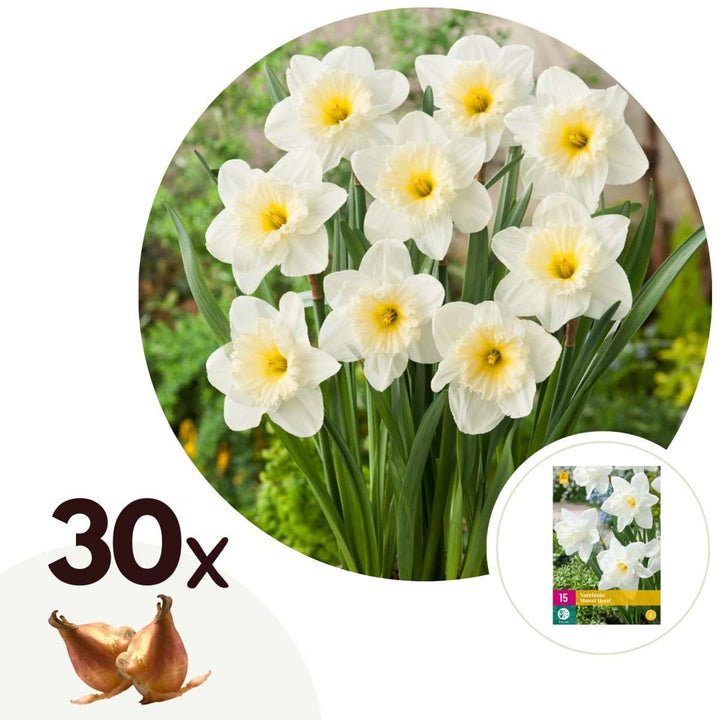 Narcissus 'Mount Hood' - 30 stuks - Narcisbollen