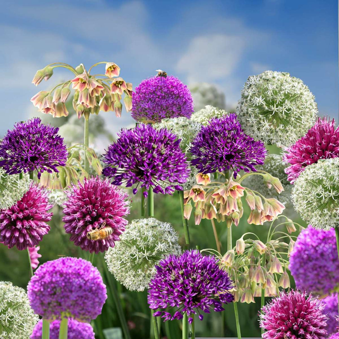 Cibulový zahradní Allium - mix 160 - pět odrůd