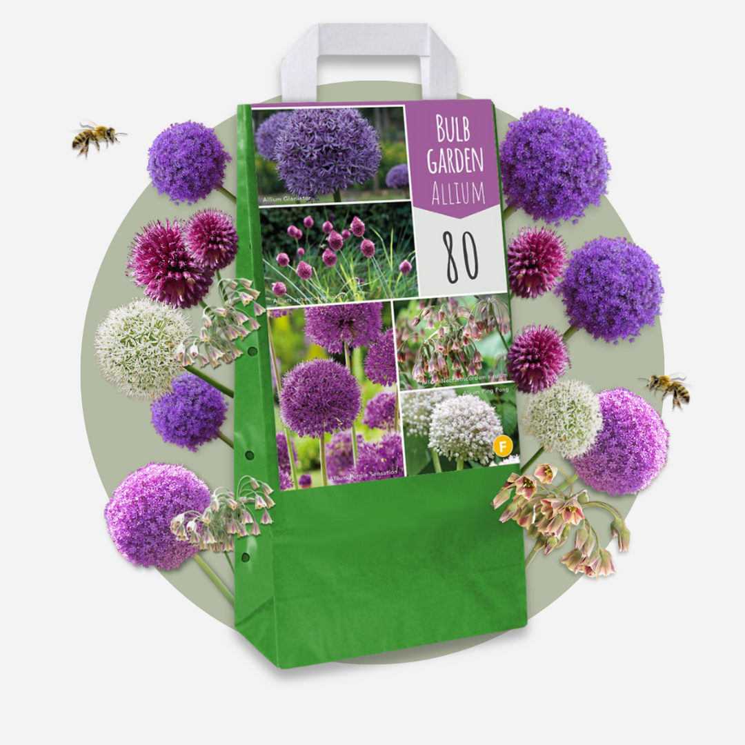 Cibulový zahradní Allium - mix 160 - pět odrůd