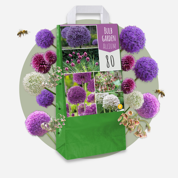 Cibulový zahradní Allium - mix 160 - pět odrůd