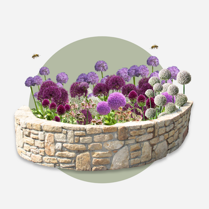 Bulb Garden Allium - Set van 80 - vijf variëteiten