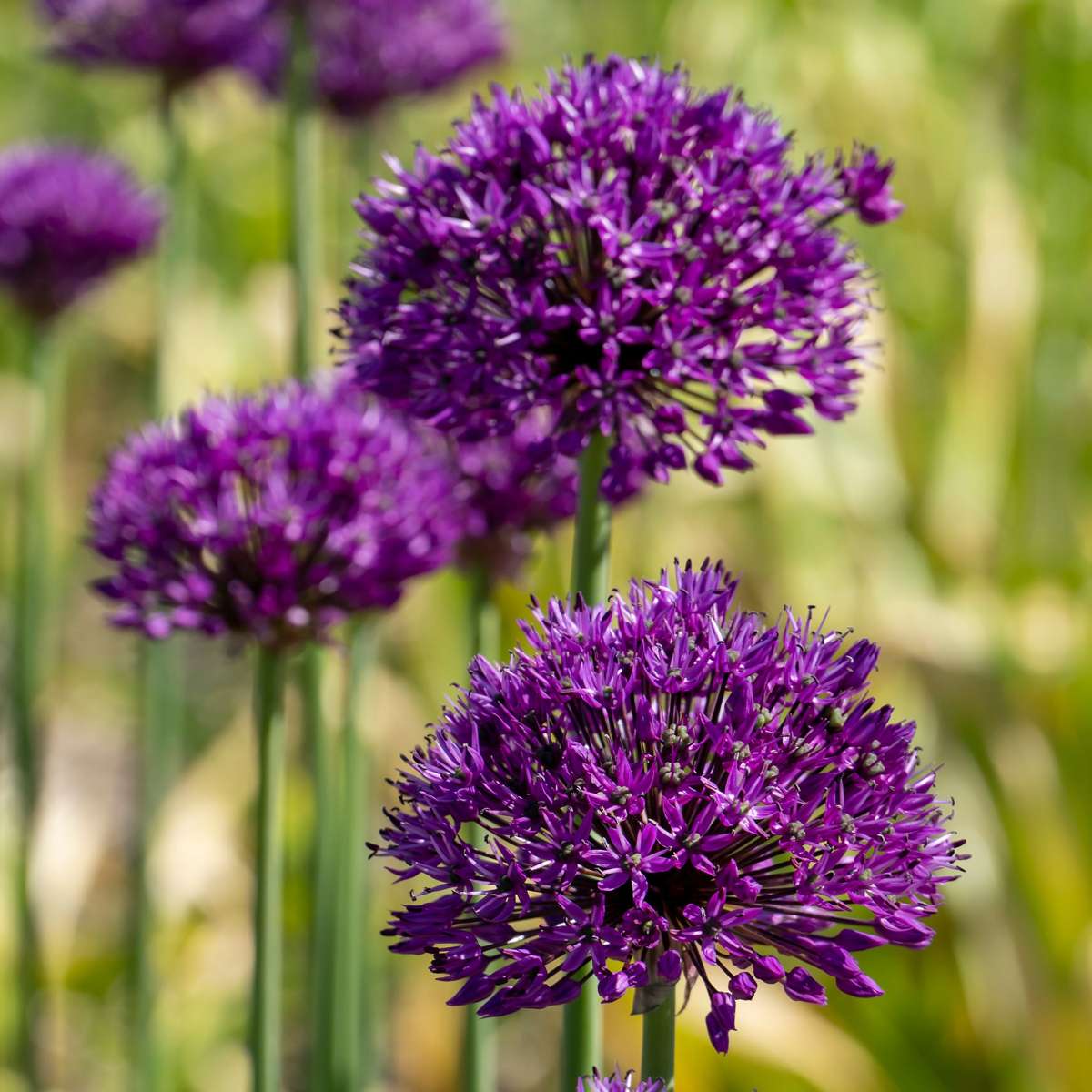 Bulb Garden Allium - 80 rinkinys - penkios veislės - FloraStore