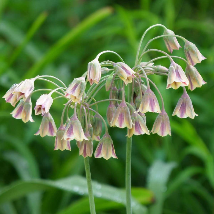 Cibulový zahradní Allium - mix 160 - pět odrůd