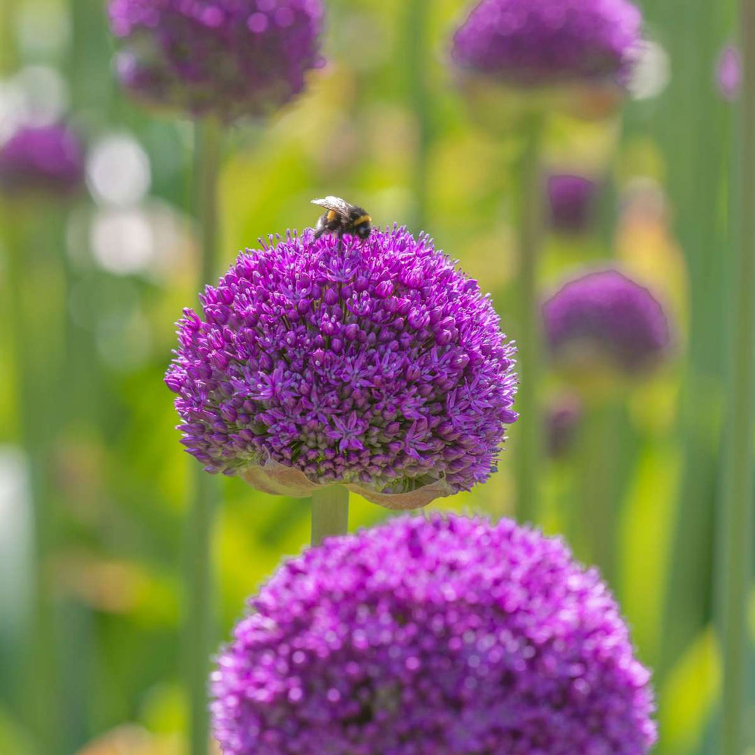 Cibulový zahradní Allium - mix 160 - pět odrůd