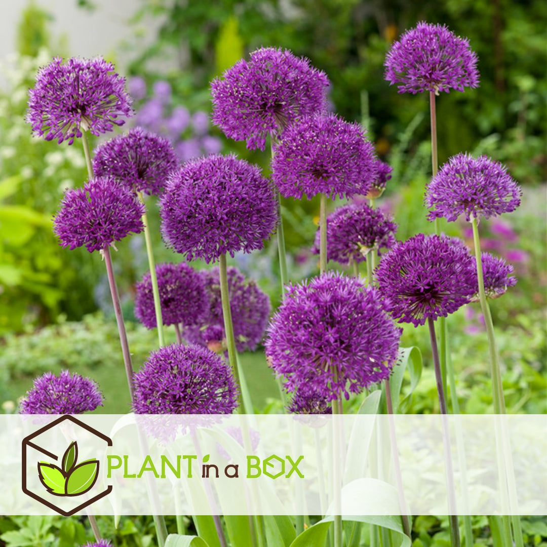 Bulb Garden Allium - Set van 160 - vijf variëteiten