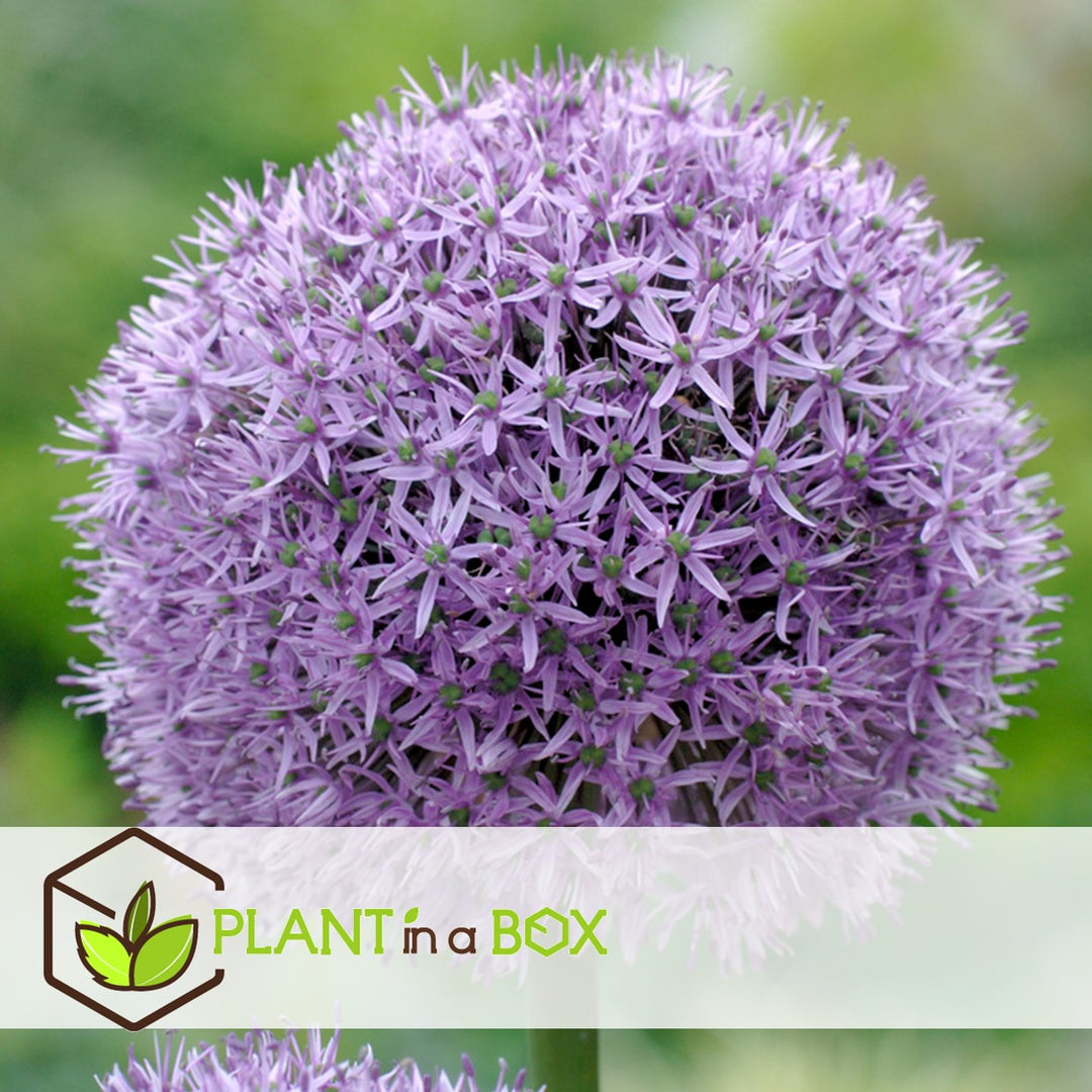 Bulb Garden Allium - Set van 160 - vijf variëteiten