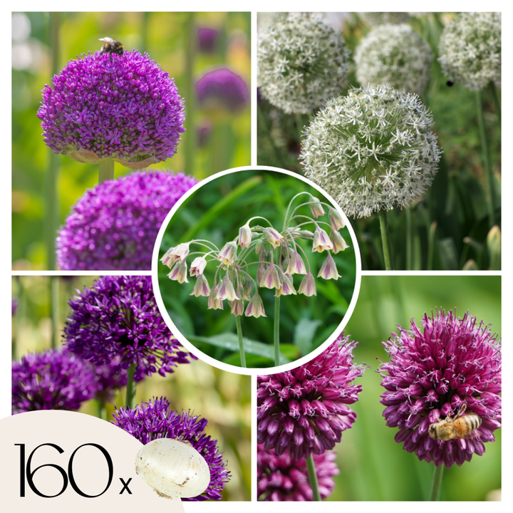 Cibulový zahradní Allium - mix 160 - pět odrůd