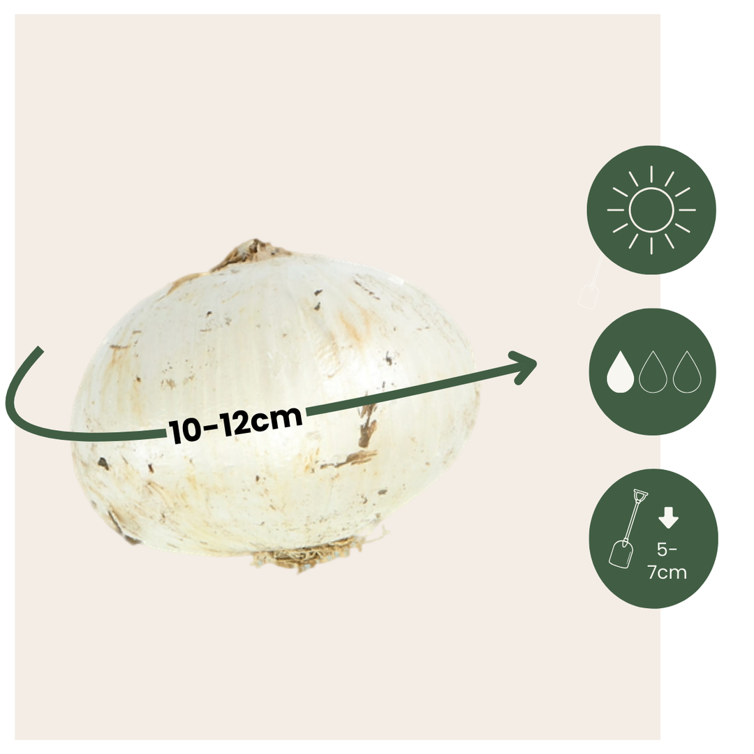 Cibulový zahradní Allium - mix 160 - pět odrůd