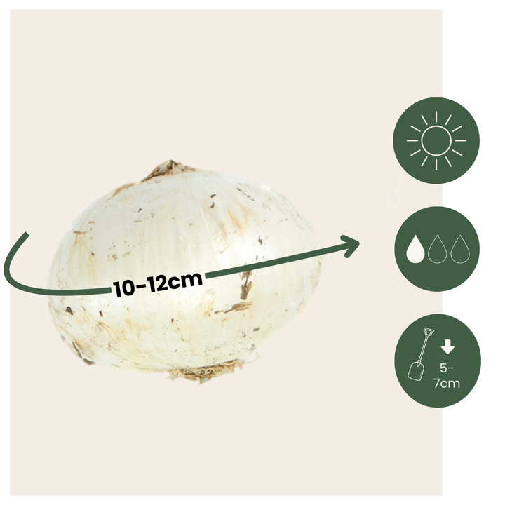 Cibulový zahradní Allium - mix 160 - pět odrůd