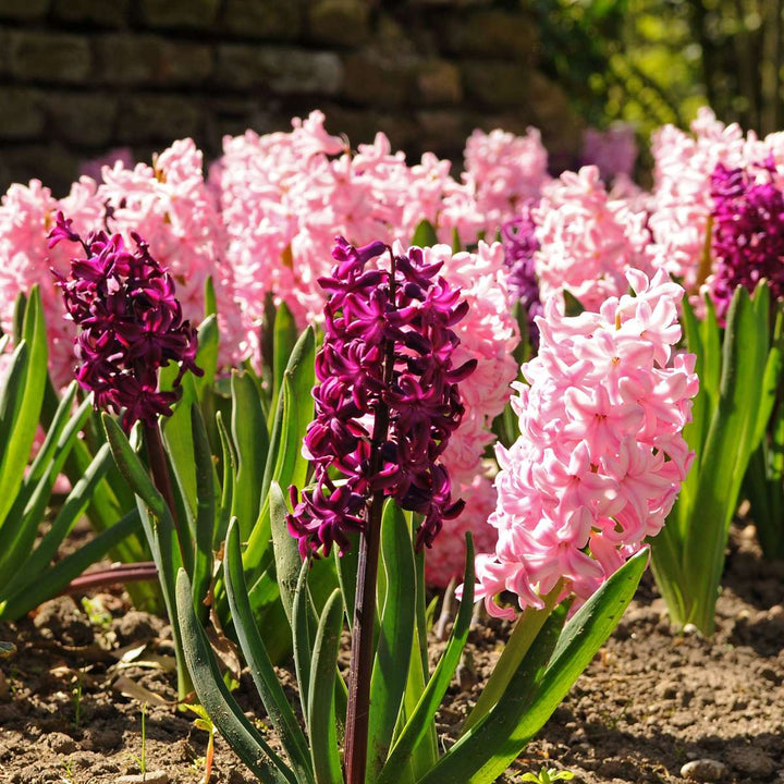 Hyacinthus 'Pastel Mix' - 20 komada - Hyacinth - FloraStore