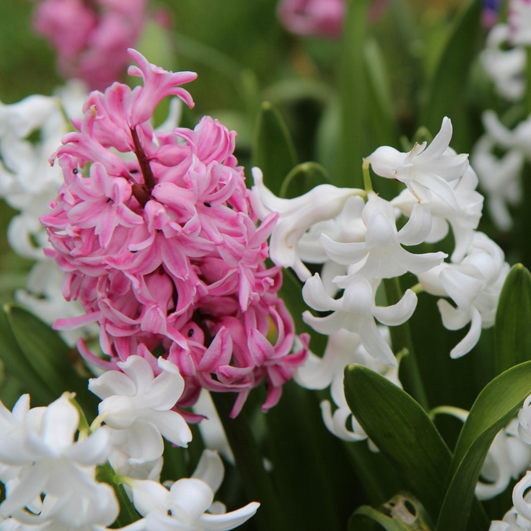 Hyacinthus 'Pastel Mix' - 20 komada - Hyacinth - FloraStore