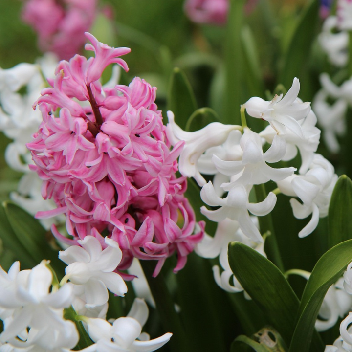 Hyacinthus 'Pastel Mix' - 20 komada - Hyacinth - FloraStore