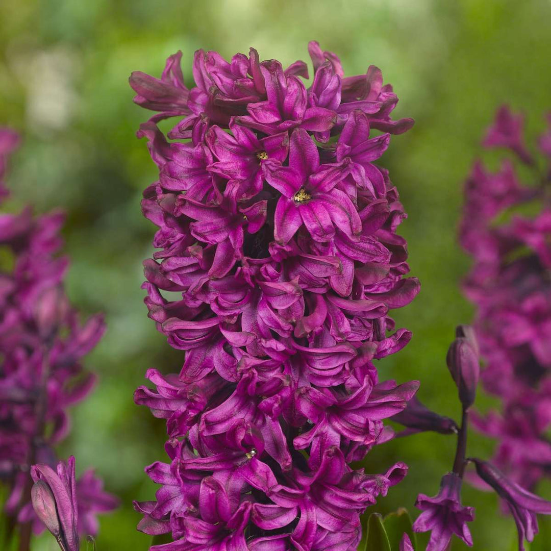 Hyacinthus 'Pastel Mix' - 20 komada - Hyacinth - FloraStore