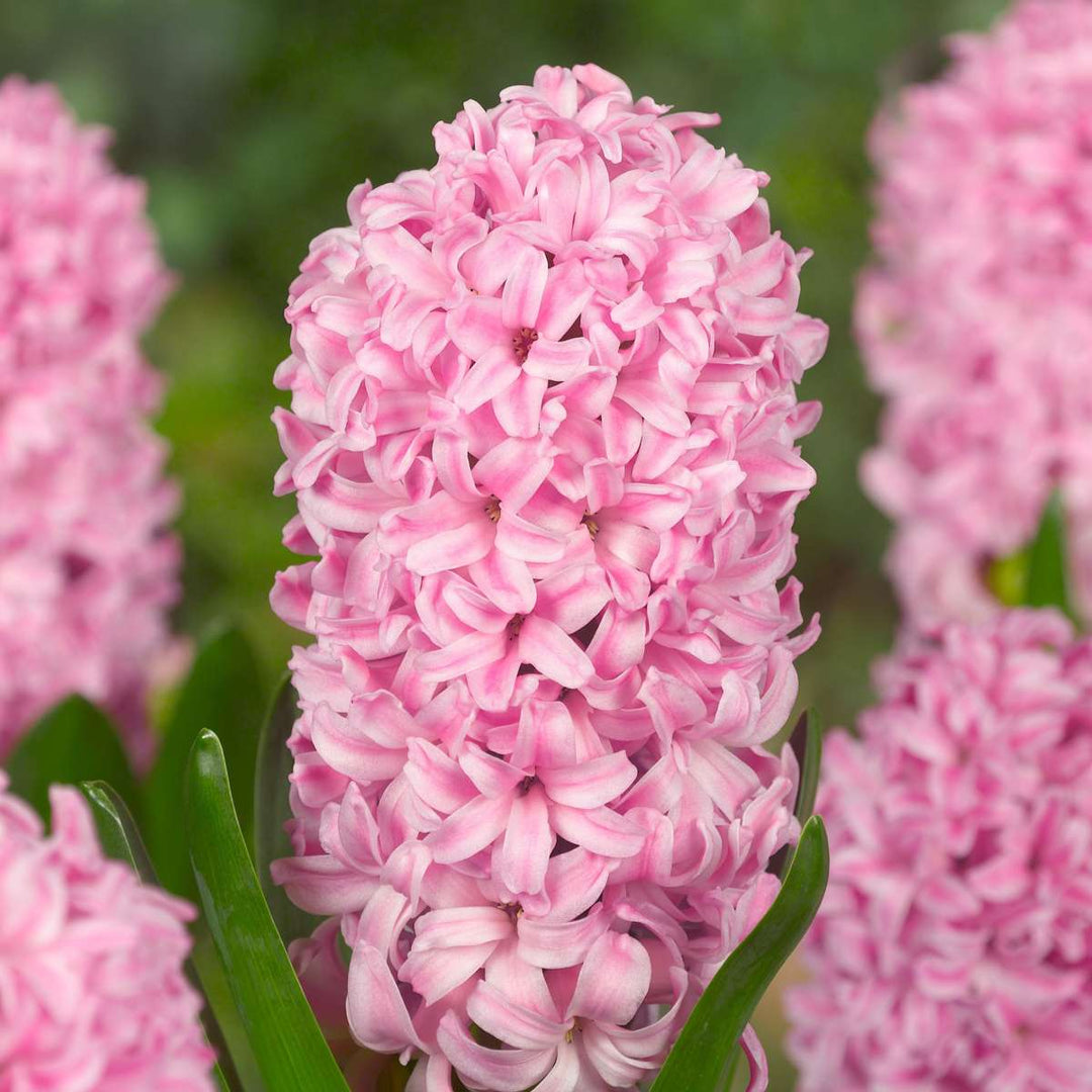 Hyacinthus 'Pastel Mix' - 20 komada - Hyacinth - FloraStore