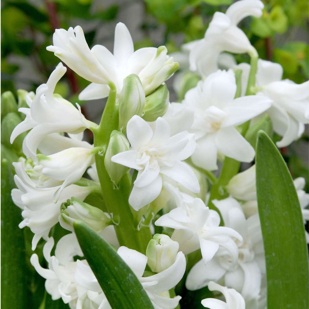 Hyacinthus 'Pastel Mix' - 20 komada - Hyacinth - FloraStore