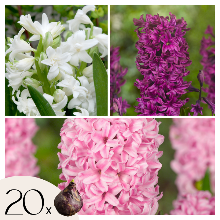 Hyacinthus 'Pastel Mix' - 20 komada - Hyacinth - FloraStore