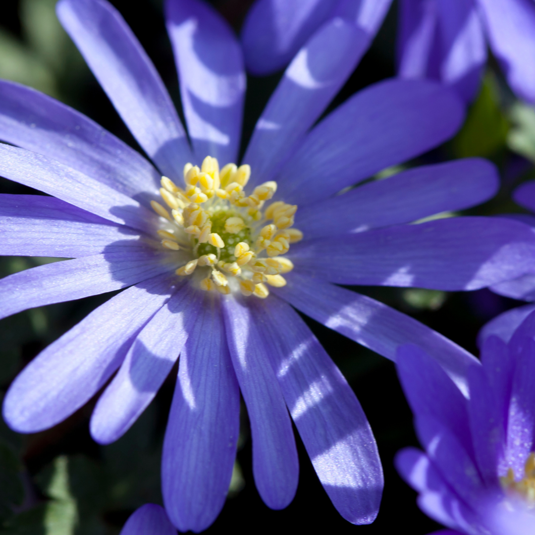 Bulb Garden Blue - Sada 125 ks - Mix květinových cibulovin