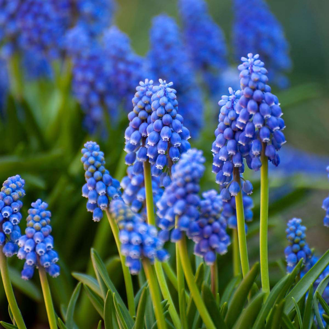 Bulb Garden Blue - Sada 125 ks - Mix květinových cibulovin