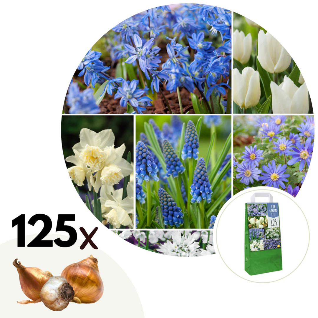 Bulb Garden Blue - Set van 125 - Bloembollenmix