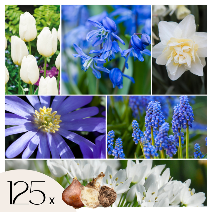 Bulb Garden Blue - Sada 125 ks - Mix květinových cibulovin