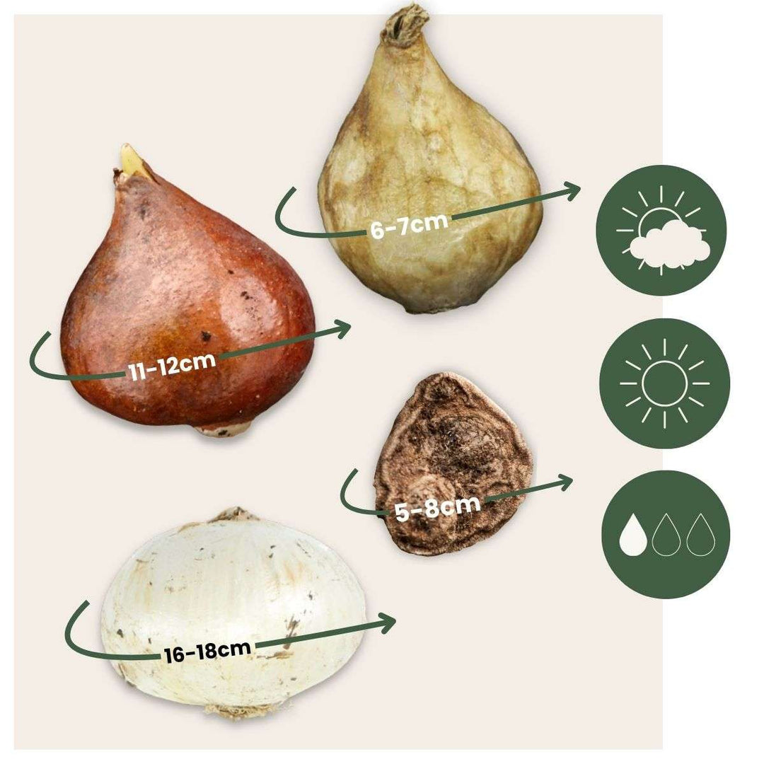 Bulb Garden Blue - Set van 250 - Bloembollenmix