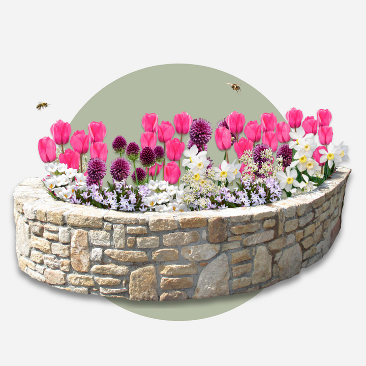 Bulb Garden Pink - 125 komada - Narcis, Allium, Crocus, Tulip