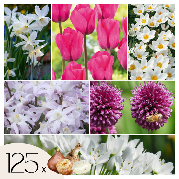 Bulb Garden Pink - 125 komada - Narcis, Allium, Crocus, Tulip