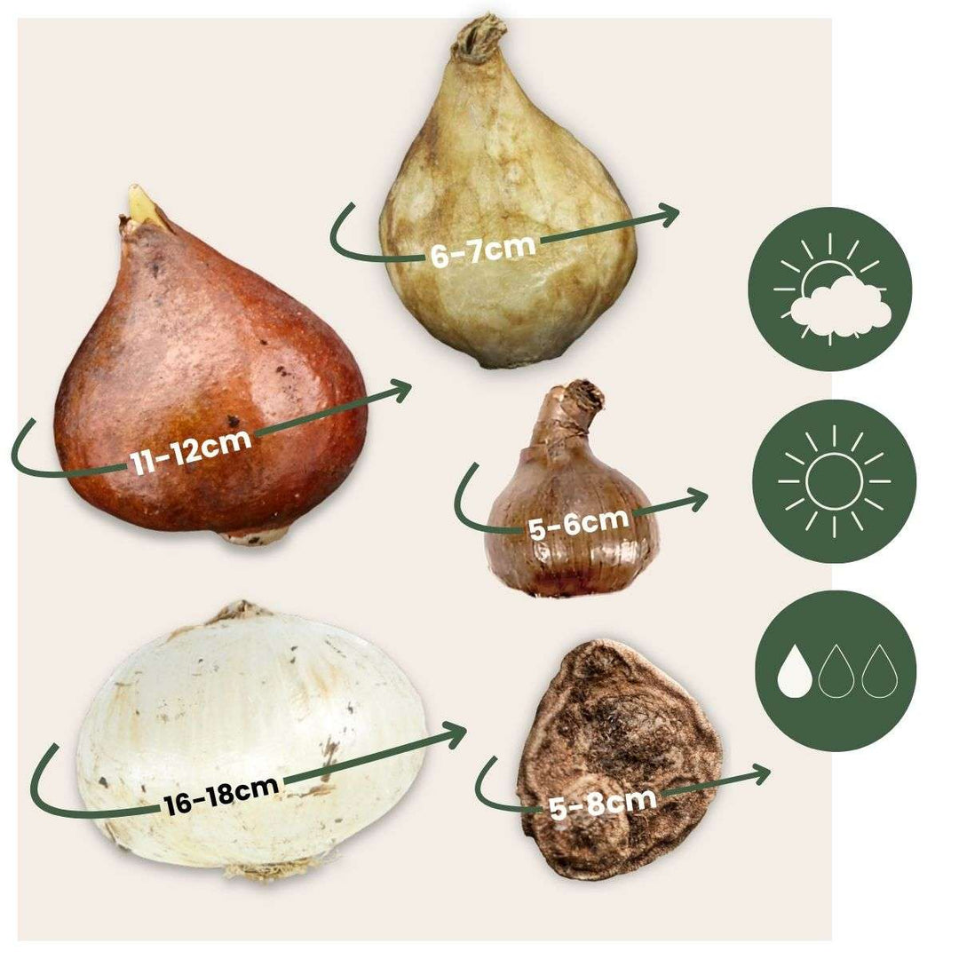 Bulb Garden Pink - 125 komada - Narcis, Allium, Crocus, Tulip